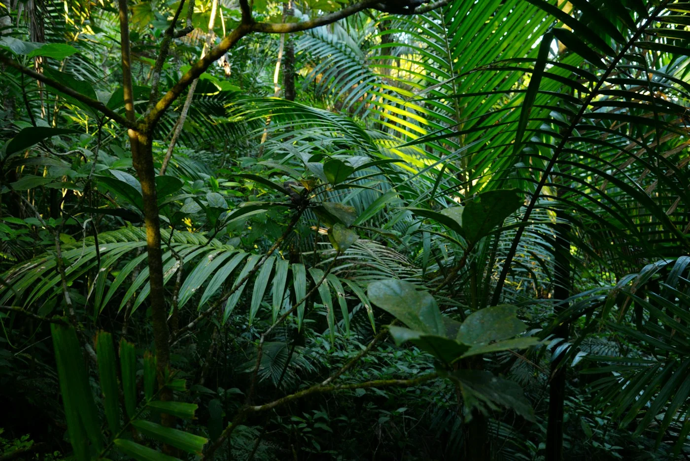 Follaje tropical de hojas verdes. Imagen provisional.