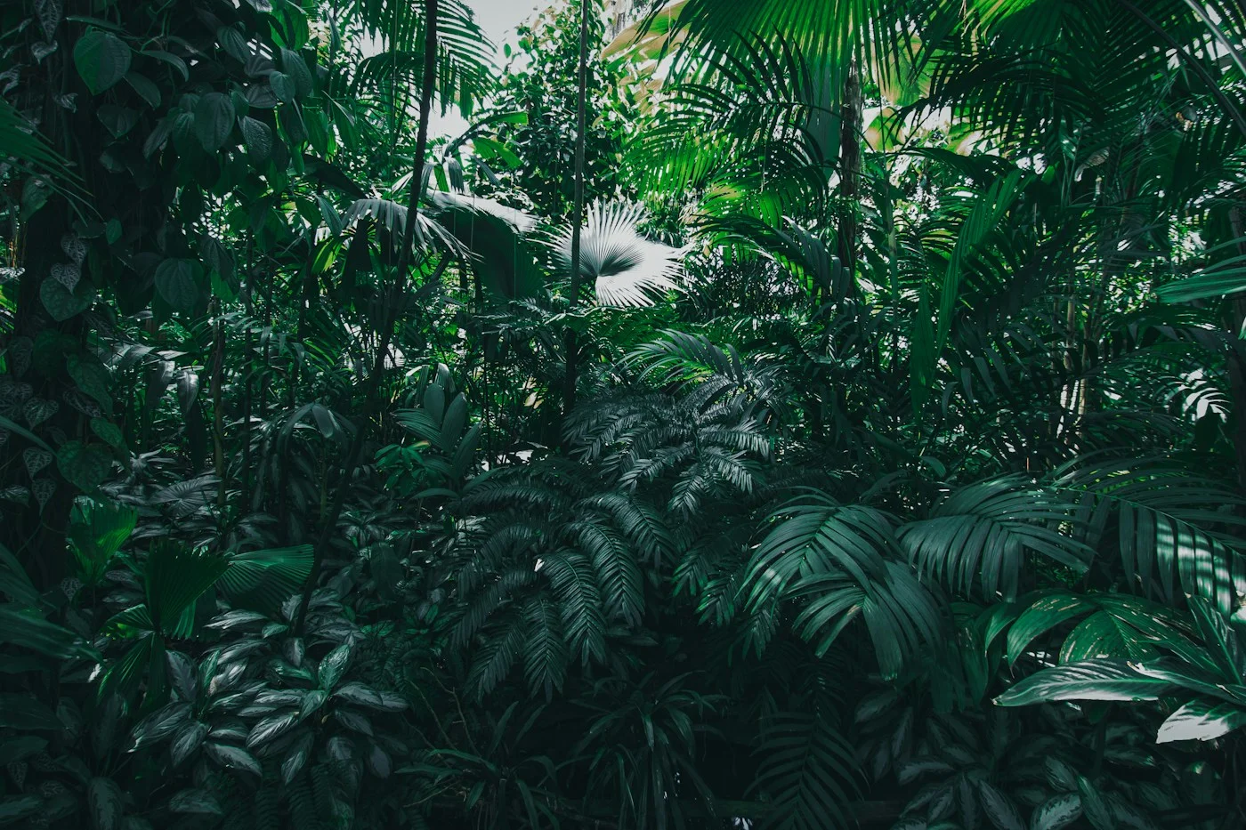 Árboles de un bosque verde. Imagen provisional.