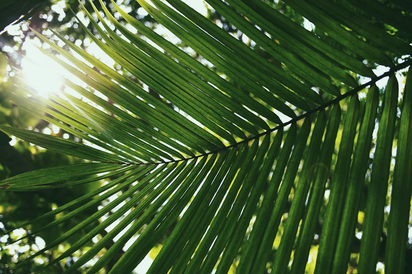 Hoja de palma iluminada por el sol. Imagen provisional.